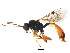  ( - BIOUG01034-E05)  @13 [ ] CreativeCommons - Attribution (2011) CBG Photography Group Centre for Biodiversity Genomics