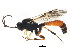  ( - BIOUG01034-G07)  @13 [ ] CreativeCommons - Attribution (2011) CBG Photography Group Centre for Biodiversity Genomics