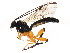  ( - BIOUG01036-B01)  @13 [ ] CreativeCommons - Attribution (2011) CBG Photography Group Centre for Biodiversity Genomics