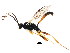  ( - BIOUG01036-C03)  @13 [ ] CreativeCommons - Attribution (2011) CBG Photography Group Centre for Biodiversity Genomics