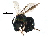  (Augochlorella - BIOUG01045-F07)  @15 [ ] CreativeCommons - Attribution (2017) CBG Photography Group Centre for Biodiversity Genomics