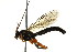  ( - BIOUG01023-G11)  @14 [ ] CreativeCommons - Attribution (2011) CBG Photography Group Centre for Biodiversity Genomics