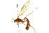  ( - BIOUG01023-H08)  @13 [ ] CreativeCommons - Attribution (2011) CBG Photography Group Centre for Biodiversity Genomics