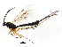  ( - BIOUG01036-E04)  @12 [ ] CreativeCommons - Attribution (2011) CBG Photography Group Centre for Biodiversity Genomics