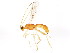  (Aleiodes alvarougaldeiDHJ01 - BIOUG01036-F12)  @13 [ ] CreativeCommons - Attribution (2011) CBG Photography Group Centre for Biodiversity Genomics