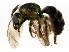  ( - BIOUG01044-F07)  @13 [ ] CreativeCommons - Attribution (2011) CBG Photography Group Centre for Biodiversity Genomics