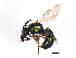  ( - BIOUG01045-A10)  @14 [ ] CreativeCommons - Attribution (2011) CBG Photography Group Centre for Biodiversity Genomics