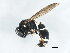  ( - BIOUG01045-D06)  @13 [ ] CreativeCommons - Attribution (2011) CBG Photography Group Centre for Biodiversity Genomics