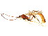  (Aphanistes gliscens - BIOUG01048-B10)  @14 [ ] CreativeCommons - Attribution (2011) CBG Photography Group Centre for Biodiversity Genomics