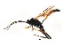  ( - BIOUG01076-A01)  @13 [ ] CreativeCommons - Attribution (2011) CBG Photography Group Centre for Biodiversity Genomics