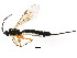  ( - BIOUG01076-F01)  @12 [ ] CreativeCommons - Attribution (2011) CBG Photography Group Centre for Biodiversity Genomics