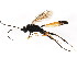  ( - BIOUG01082-B06)  @13 [ ] CreativeCommons - Attribution (2011) CBG Photography Group Centre for Biodiversity Genomics