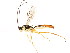  (Lissonota coracina - BIOUG01082-H05)  @15 [ ] CreativeCommons - Attribution (2011) CBG Photography Group Centre for Biodiversity Genomics