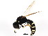  ( - BIOUG01093-D09)  @13 [ ] CreativeCommons - Attribution (2011) CBG Photography Group Centre for Biodiversity Genomics