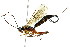  ( - BIOUG01081-A03)  @14 [ ] CreativeCommons - Attribution (2011) CBG Photography Group Centre for Biodiversity Genomics