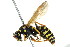 ( - BIOUG01081-A10)  @14 [ ] CreativeCommons - Attribution (2011) CBG Photography Group Centre for Biodiversity Genomics