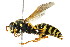  ( - BIOUG01081-B01)  @14 [ ] CreativeCommons - Attribution (2011) CBG Photography Group Centre for Biodiversity Genomics