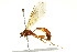  (Ophion sp. MS13111 - BIOUG01081-F08)  @14 [ ] CreativeCommons - Attribution (2011) CBG Photography Group Centre for Biodiversity Genomics