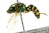  ( - BIOUG01081-G04)  @14 [ ] CreativeCommons - Attribution (2011) CBG Photography Group Centre for Biodiversity Genomics
