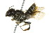  (Megachile relativa - BIOUG01081-G05)  @16 [ ] CreativeCommons - Attribution (2011) CBG Photography Group Centre for Biodiversity Genomics