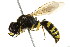  ( - BIOUG01081-G09)  @14 [ ] CreativeCommons - Attribution (2011) CBG Photography Group Centre for Biodiversity Genomics