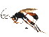  ( - BIOUG01113-A07)  @14 [ ] CreativeCommons - Attribution (2011) CBG Photography Group Centre for Biodiversity Genomics