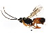  ( - BIOUG01113-B03)  @12 [ ] CreativeCommons - Attribution (2011) CBG Photography Group Centre for Biodiversity Genomics