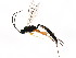  ( - BIOUG01113-C09)  @13 [ ] CreativeCommons - Attribution (2011) CBG Photography Group Centre for Biodiversity Genomics