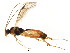  (Perilissus spilonotus - BIOUG01149-B02)  @14 [ ] CreativeCommons - Attribution (2011) CBG Photography Group Centre for Biodiversity Genomics
