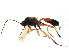  ( - BIOUG01149-F07)  @13 [ ] CreativeCommons - Attribution (2011) CBG Photography Group Centre for Biodiversity Genomics
