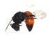  (Sphecodes autumnalis - BIOUG01247-C09)  @14 [ ] CreativeCommons - Attribution (2011) CBG Photography Group Centre for Biodiversity Genomics
