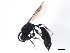  ( - BIOUG01247-D09)  @12 [ ] CreativeCommons - Attribution (2011) CBG Photography Group Centre for Biodiversity Genomics