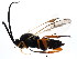  (Apanteles crassicornis - BIOUG01259-D10)  @14 [ ] CreativeCommons - Attribution (2011) CBG Photography Group Centre for Biodiversity Genomics