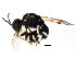  ( - BIOUG01259-G02)  @12 [ ] CreativeCommons - Attribution (2011) CBG Photography Group Centre for Biodiversity Genomics