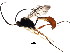  (Casinaria CAS-655 - BIOUG01281-A05)  @11 [ ] CreativeCommons - Attribution (2011) CBG Photography Group Centre for Biodiversity Genomics