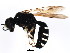  ( - BIOUG01281-F01)  @13 [ ] CreativeCommons - Attribution (2011) CBG Photography Group Centre for Biodiversity Genomics