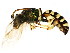  ( - BIOUG01283-B05)  @14 [ ] CreativeCommons - Attribution (2011) CBG Photography Group Centre for Biodiversity Genomics