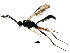  ( - BIOUG01283-C03)  @12 [ ] CreativeCommons - Attribution (2011) CBG Photography Group Centre for Biodiversity Genomics