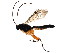  ( - BIOUG01283-G03)  @14 [ ] CreativeCommons - Attribution (2011) CBG Photography Group Centre for Biodiversity Genomics