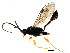  (Cratocryptus sp. mas BIN71 - BIOUG01291-A12)  @13 [ ] CreativeCommons - Attribution (2011) CBG Photography Group Centre for Biodiversity Genomics