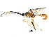  ( - BIOUG01291-C09)  @13 [ ] CreativeCommons - Attribution (2011) CBG Photography Group Centre for Biodiversity Genomics