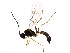  ( - BIOUG01327-D09)  @13 [ ] CreativeCommons - Attribution (2011) CBG Photography Group Centre for Biodiversity Genomics