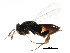  (Elasmus atratus - BIOUG01327-F04)  @14 [ ] CreativeCommons - Attribution (2011) CBG Photography Group Centre for Biodiversity Genomics
