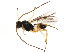  (Microplitis JFT25 - BIOUG01327-G04)  @13 [ ] CreativeCommons - Attribution (2011) CBG Photography Group Centre for Biodiversity Genomics