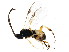  ( - BIOUG01327-H05)  @12 [ ] CreativeCommons - Attribution (2011) CBG Photography Group Centre for Biodiversity Genomics