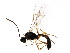  ( - BIOUG01327-H10)  @13 [ ] CreativeCommons - Attribution (2011) CBG Photography Group Centre for Biodiversity Genomics