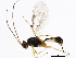  (Mesochorus americanus - BIOUG01330-E03)  @13 [ ] CreativeCommons - Attribution (2012) CBG Photography Group Centre for Biodiversity Genomics