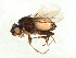  (Pullimosina woodi - BIOUG01587-F05)  @14 [ ] CreativeCommons - Attribution (2012) CBG Photography Group Centre for Biodiversity Genomics