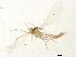  (Miastor - BIOUG01591-G12)  @13 [ ] CreativeCommons - Attribution (2011) CBG Photography Group Centre for Biodiversity Genomics