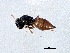  ( - BIOUG01600-B06)  @13 [ ] CreativeCommons - Attribution (2012) CBG Photography Group Centre for Biodiversity Genomics